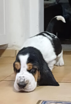 Bassethound - 2