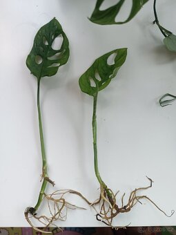 Monstera Monkey mask - 2