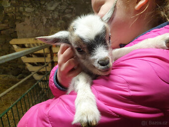 Kozel Holandský zakrslý s POP - 2