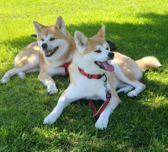 Očekáváme narození štěňátek Akita Inu s PP - 2