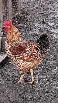 Kohouti a kačeři běžci - 2