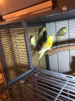 Papoušek Zpěvavý a Neofema Tyrkysová - 2