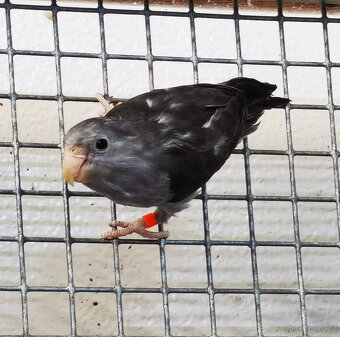 Papoušíček šedokřídlý 2025 - 2