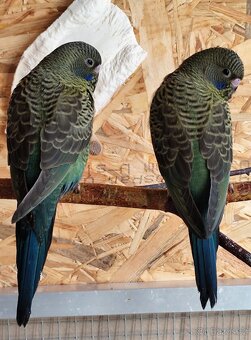 Andulky BF a BWBW (Double Black) - 2