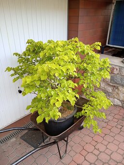 Lípa malolistá (Tilia cordata) bonsai - 2