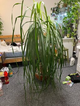 Sloní noha- nolina longifolia - 2