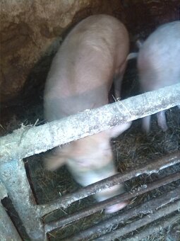 Prodám vykrtmené prase - 2