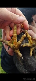 Žerzejský obr, nasadová vejce - 2