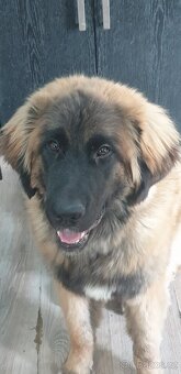 Leonberger - 2