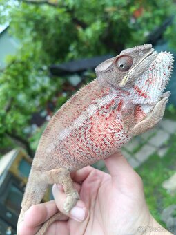 Chameleon pardáli - 2