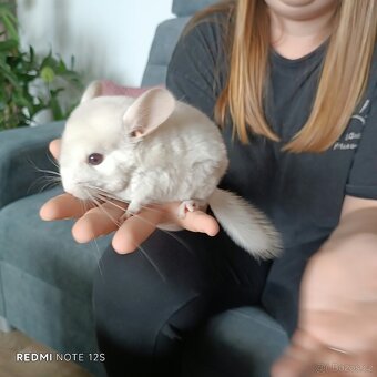 Prodej mláďata činčil - samec a samička - 2