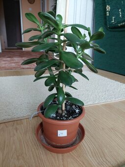 Tlustice vejčitá (Crassula ovata) - výška 36 - 46cm - 2