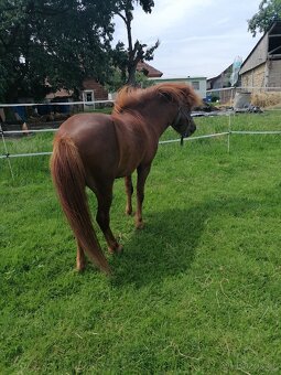 Minipony s PP - 2