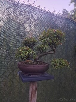 Bonsaj,bonsai Skalník - 2