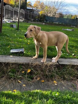 Americký staford - 2