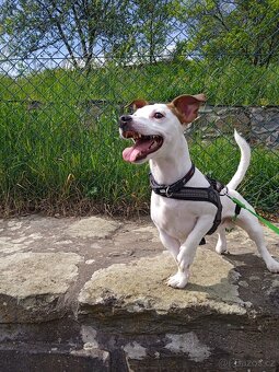 Jack Russell teriér - krytí - 2