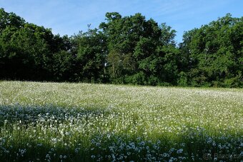 Prodej lučního sena - 2