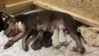 American bully pocket - 2