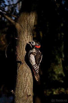 Strakapoud, keramika - 2