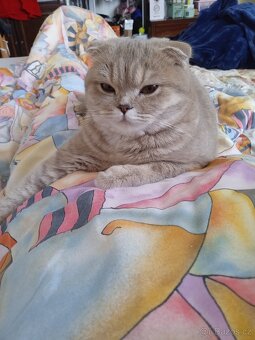 Skotská klapoucha - 2