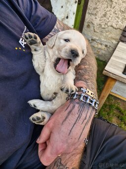 Štěňata zlatý retriever, retrívr - 2