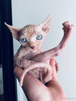 Sphynx - 2