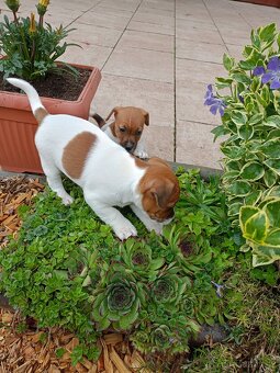 Jack Russel terier - 2