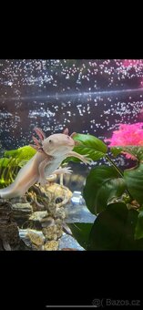 Axolotl mexický - 2