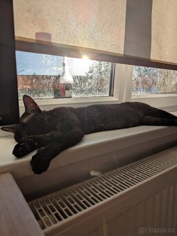 Prodám kocourka Devon Rex - 2
