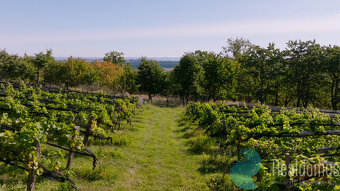 Prodej, Pozemek, Vinohrad, Lhenice, 8000 m2 - 2