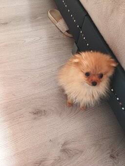 Pomeranian mini Boo - 2