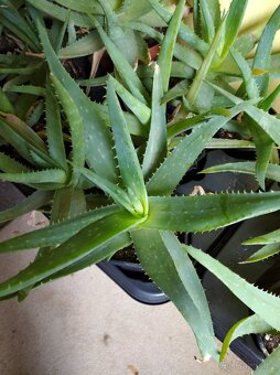 Prodám Aloe Vera , pravá léčiva aloe, - 2