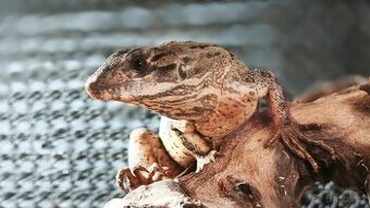 Leguán černý  SLEVA - 2