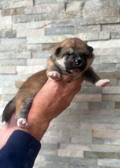 Akita Inu s PP - rodokmen FCI - 2