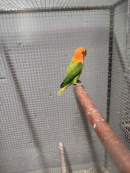 Agapornis ficheri - 2