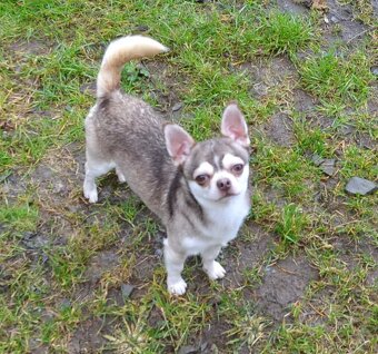 Čivava s pp FCI - chovný pejsek - 2