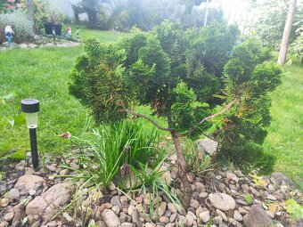 Cypřišek tupolistý Nana Gracilis - 2