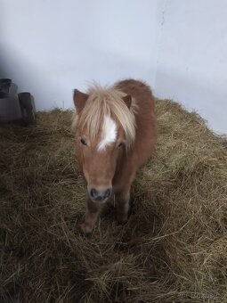 Prodám klisnu shetland pony - 2