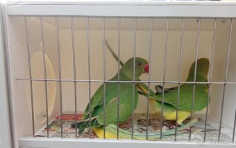 Alexandr malý HO - 2