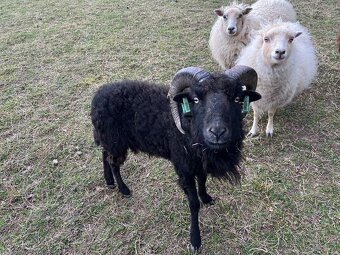 Quessantský beránek - 2