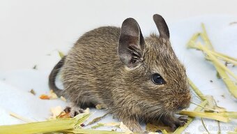 Osmák degu, Osmáci - SAMEČEK - 2