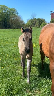 Grullo klisna American Quarter Horse v typu bull - 2