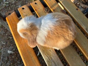 Mini lop beránek - sameček - 2