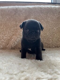 Mops bez PP - 2