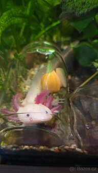 Axolotl - 2