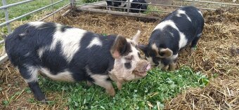 Kune kune - 2