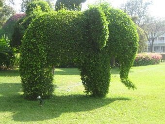 Kouzelný (zázračný) živý plot - Jilm sibiřský - 2