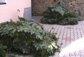 Okrasné chvojí (klest) jedle kavkazská - 2
