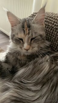 Mainská mývalí kocka - 2