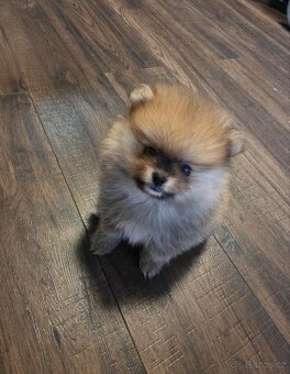 Štěňátka pomeraniana - 2